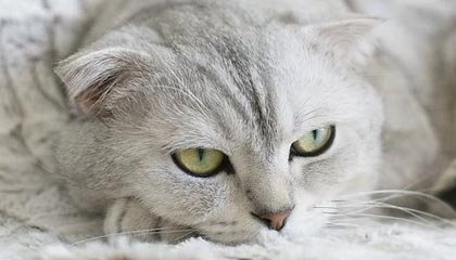 爱游戏在线登录-杨瀚森不断挑战自我突破身体极限，杨瀚森 篮球